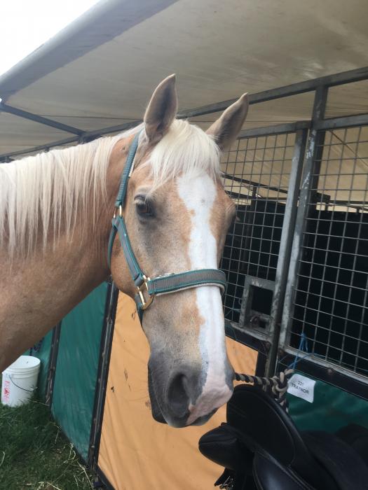 Palomino Horses For Sale Palomino Horse » Horsezone Page 1