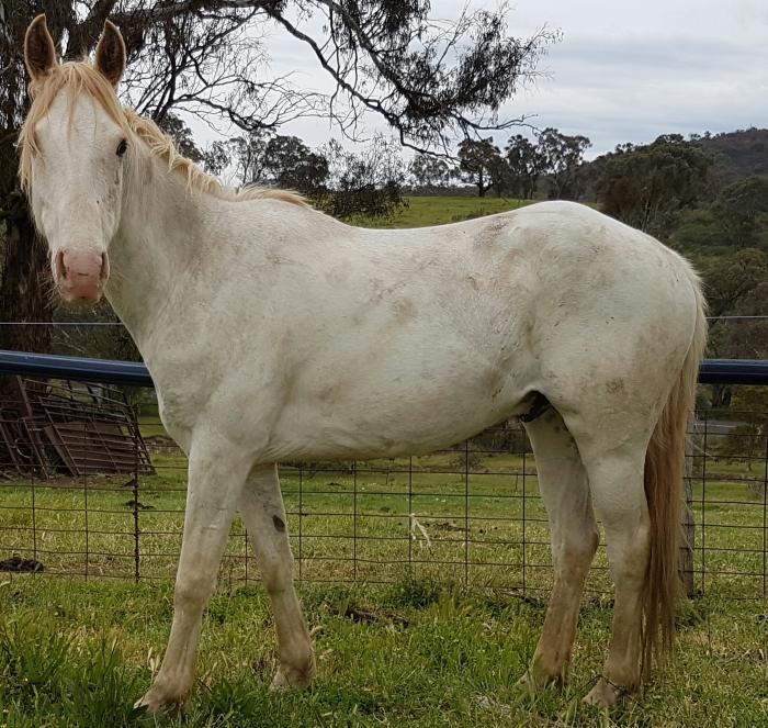 Paint Horses For Sale Paint Horse » Horsezone Page 1