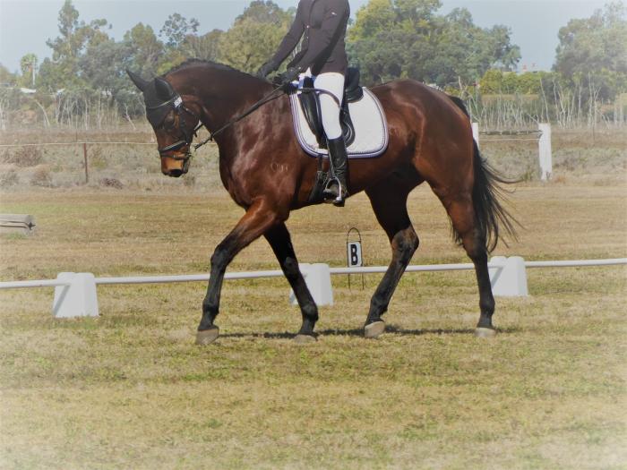 Thoroughbred Horses For Sale Thoroughbred Horse » Horsezone Page 1