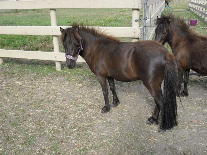 Miniature Ponies For Sale Miniature Ponies » Horsezone Page 1