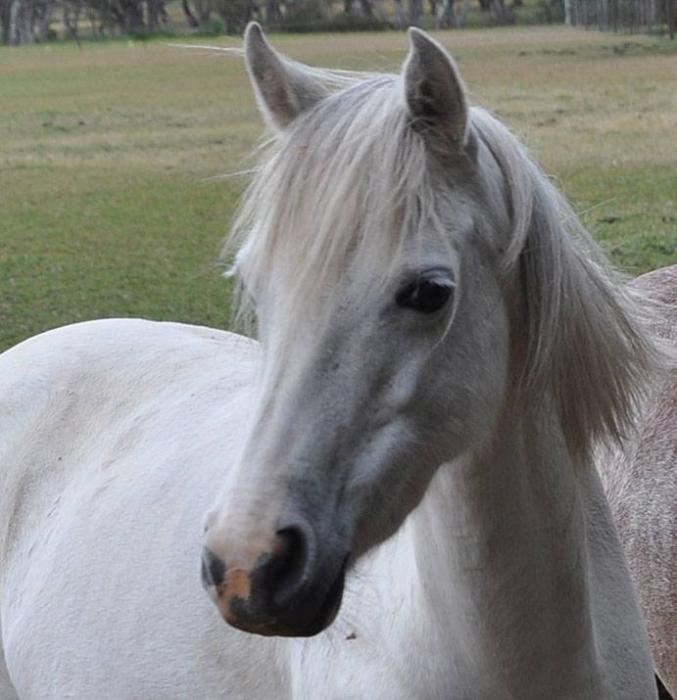 Welsh Ponies For Sale Welsh Horse » Horsezone Page 1