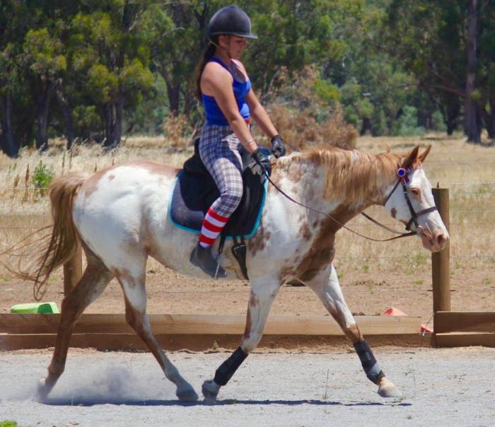 Paint Horses For Sale Paint Horse » Horsezone Page 1