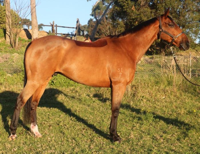 Horses for sale & equine products, stallions, equine news & gallery on