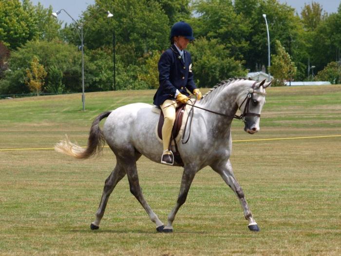 Galloway Horses For Sale Galloway Horse » Horsezone Page 1