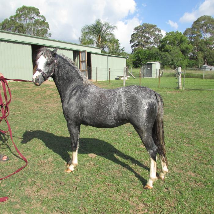 Welsh Ponies For Sale Welsh Horse » Horsezone Page 1