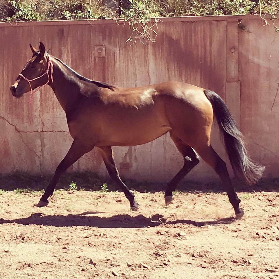 Paint Horses For Sale Paint Horse » Horsezone Page 1