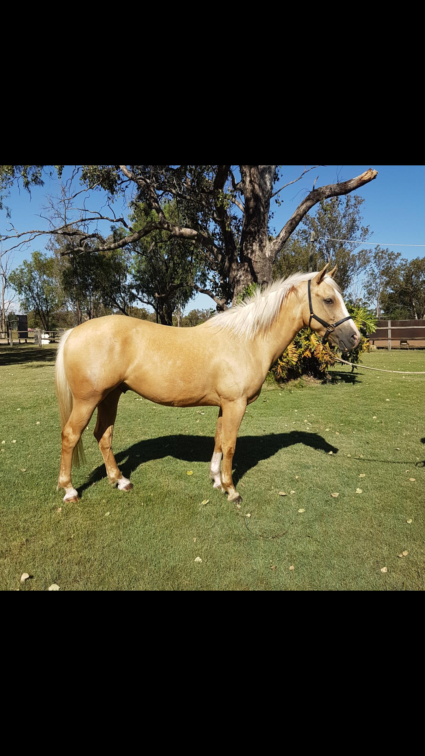 Quarter Horses For Sale Quarter horse Horse » Horsezone Page 1