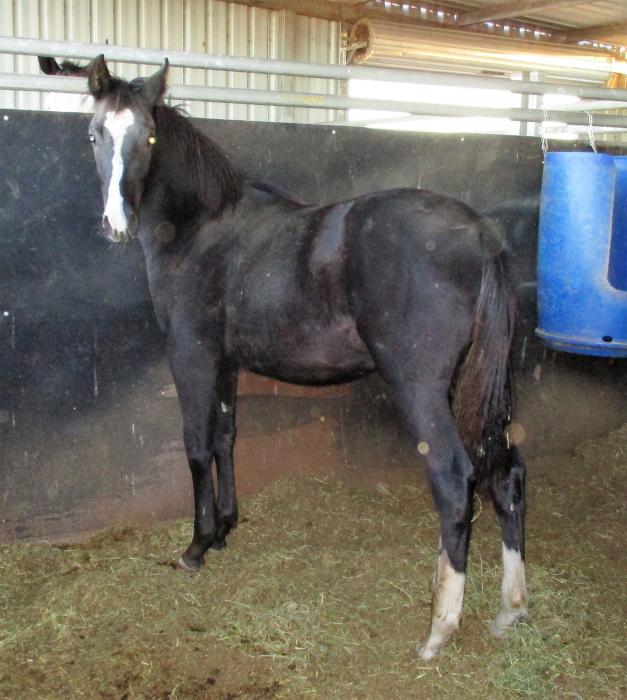 Paint Horses For Sale Paint Horse » Horsezone Page 1