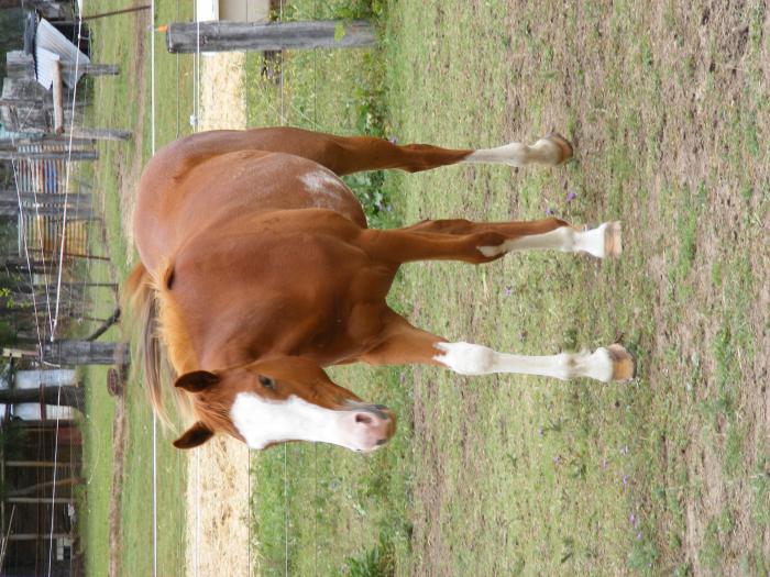 Paint Horses For Sale Paint Horse » Horsezone Page 1