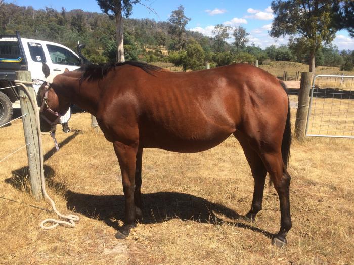 Paint Horses For Sale Paint Horse » Horsezone Page 1