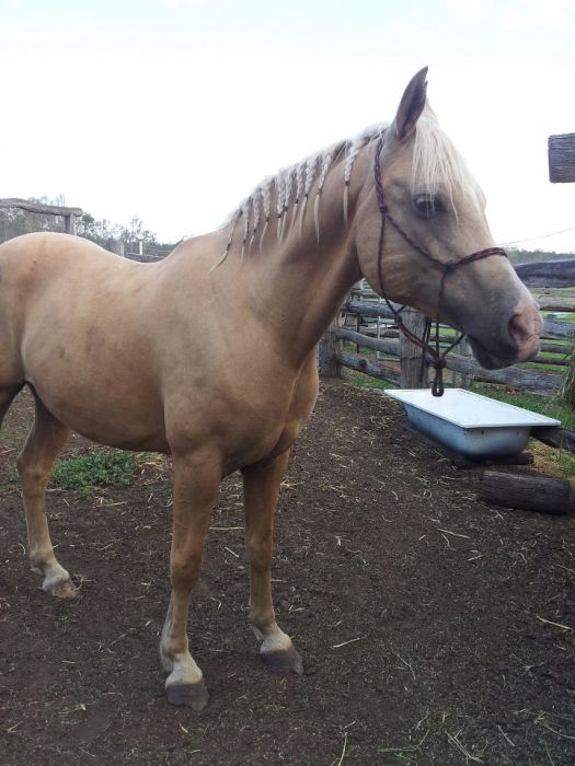 Palomino Horses For Sale Palomino Horse » Horsezone Page 1