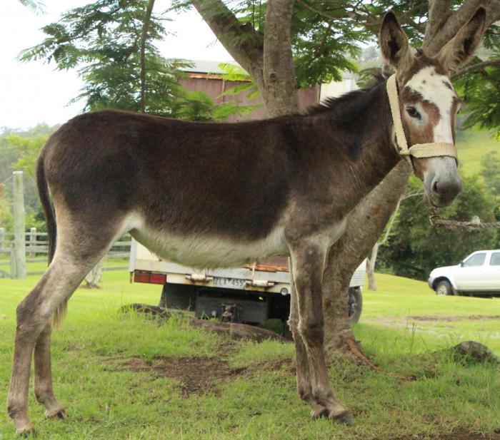 Donkey, Mule Horses For Sale » Horsezone Page 1