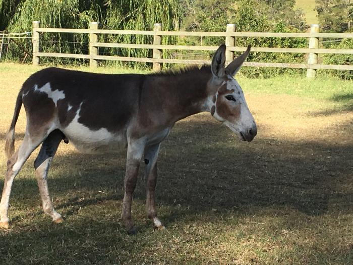 Friendly Donkey Gelding For Sale Donkey / Mule Horsezone