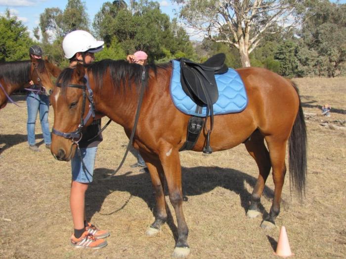 Registered Q/H gelding great bloodlines Quarter horse Horsezone