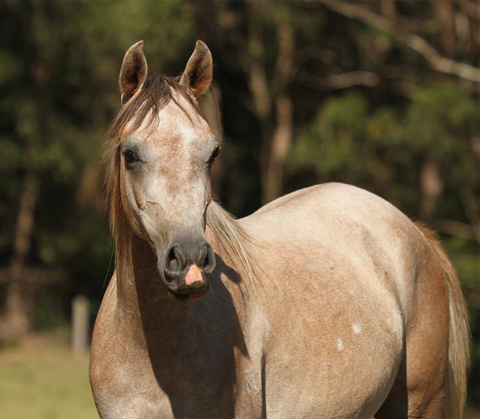 Arabian Horses For Sale Arabian Horse » Horsezone Page 1