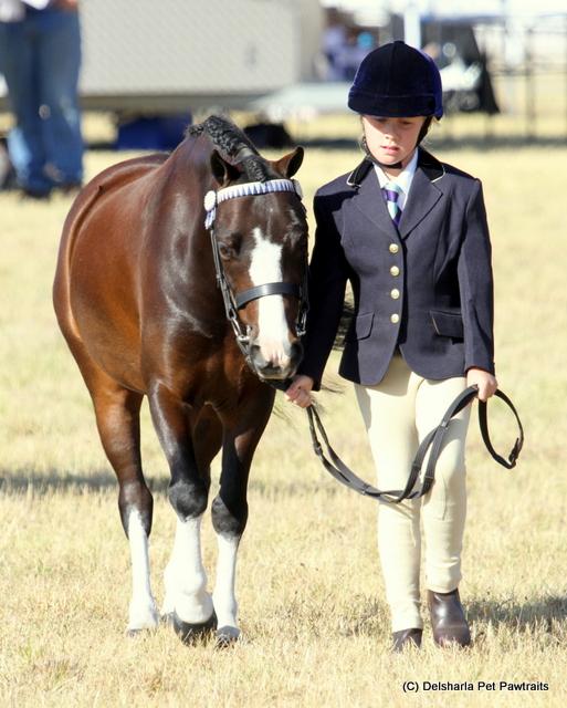 Beautiful lead rein or first pony Welsh Horsezone