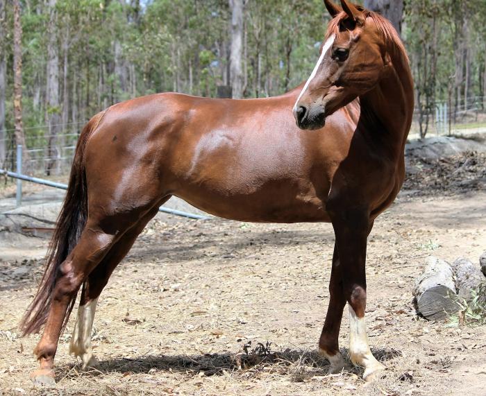 Warmblood mare.Beautiful 14.3 7 yr old chestnut Warmblood Horsezone