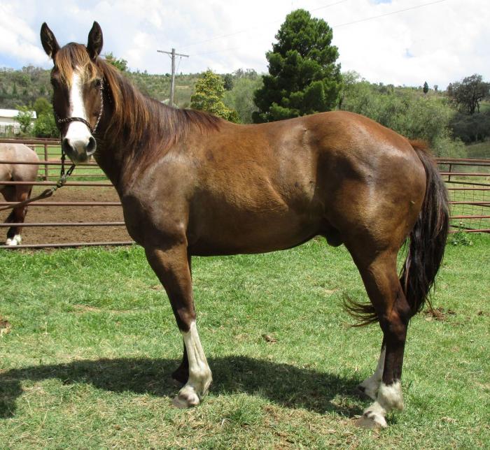 Paint Horses For Sale Paint Horse » Horsezone Page 1