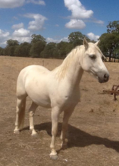 Performance Potential