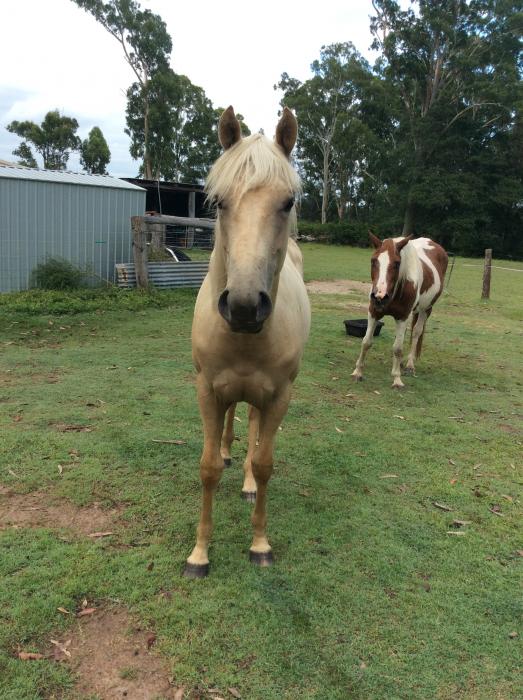 Paint Horses For Sale Paint Horse » Horsezone Page 1