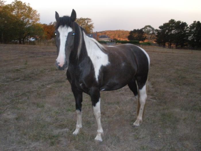 Clydesdale Horses For Sale Clydesdale Horse » Horsezone Page 1