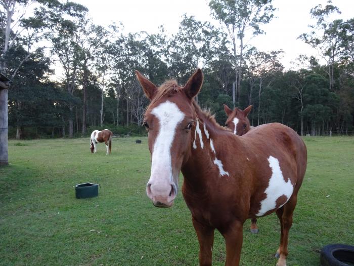 Paint Horses For Sale Paint Horse » Horsezone Page 1