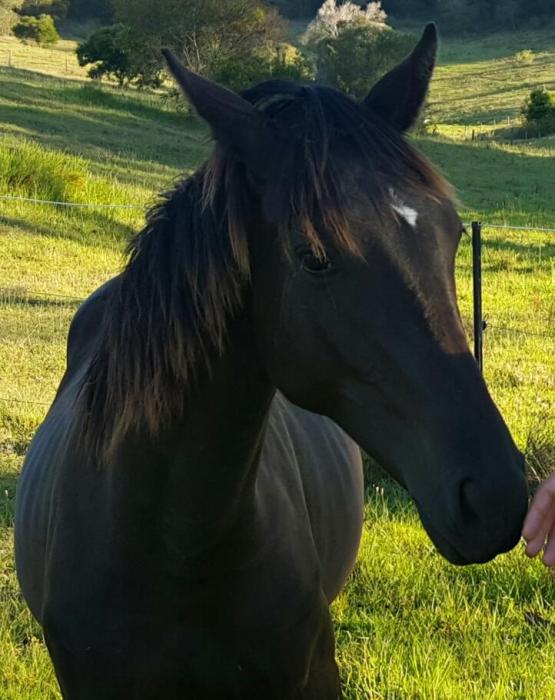 Horses for sale & equine products, stallions, equine news & gallery on