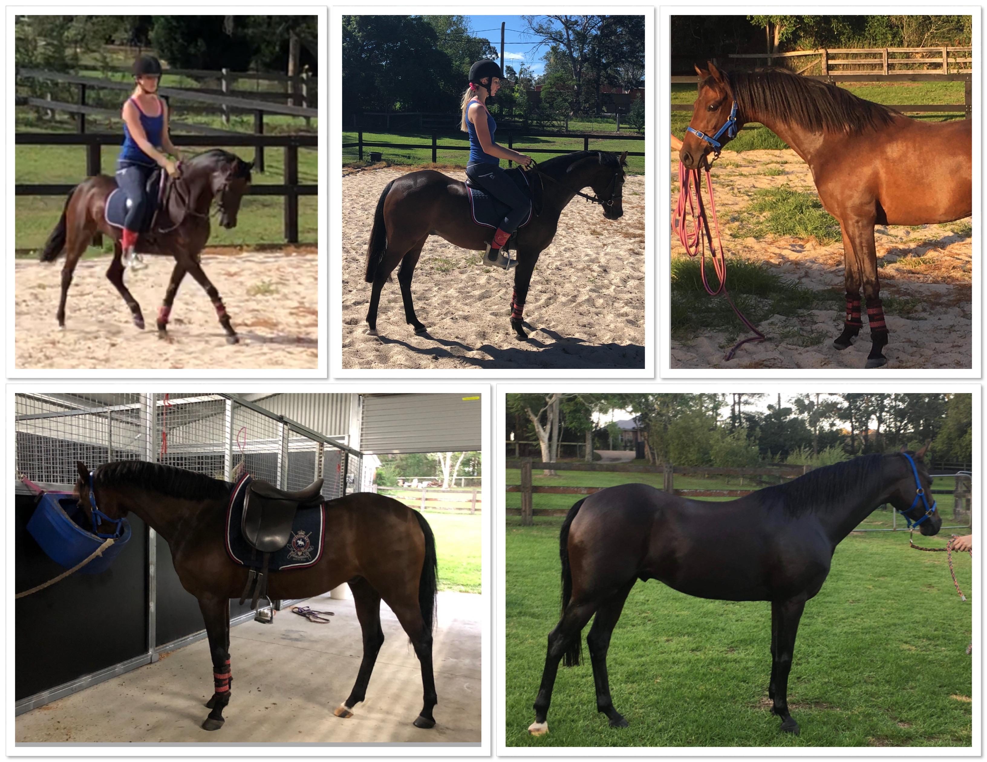 Pony For Sale Pony Horse » Horsezone Page 1