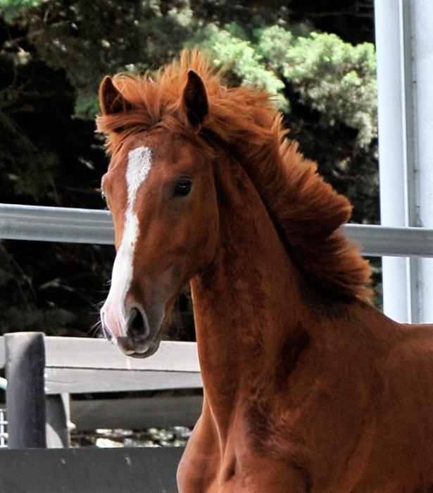 Horses for sale & equine products, stallions, equine news & gallery on