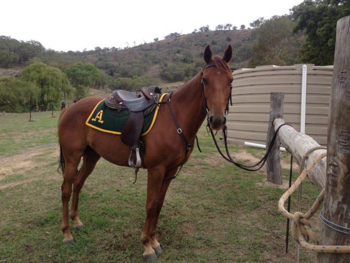 Pretty Stock Horse Gelding