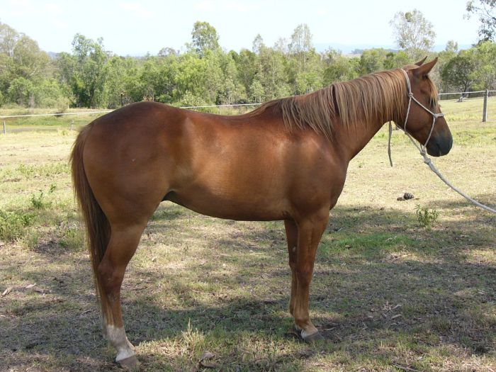 Cutting Bred Quarter Horse Gelding Quarter horse Horsezone
