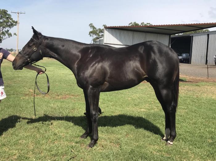 Australian Stock Horses For Sale Page 1