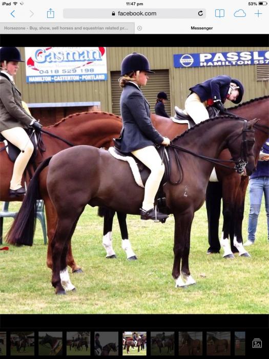 Welsh Ponies For Sale Welsh Horse » Horsezone Page 1