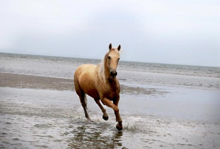 Palomino Horses For Sale Palomino Horse » Horsezone Page 1
