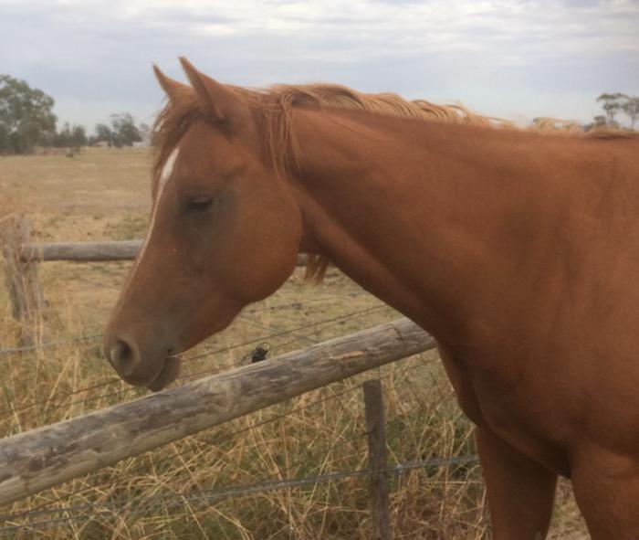 2yo QH Filly Unbroken Quarter horse Horsezone