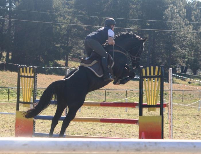 Highland Blue Diamond ISH Stallion at Stud Irish Draught/Sport Horse