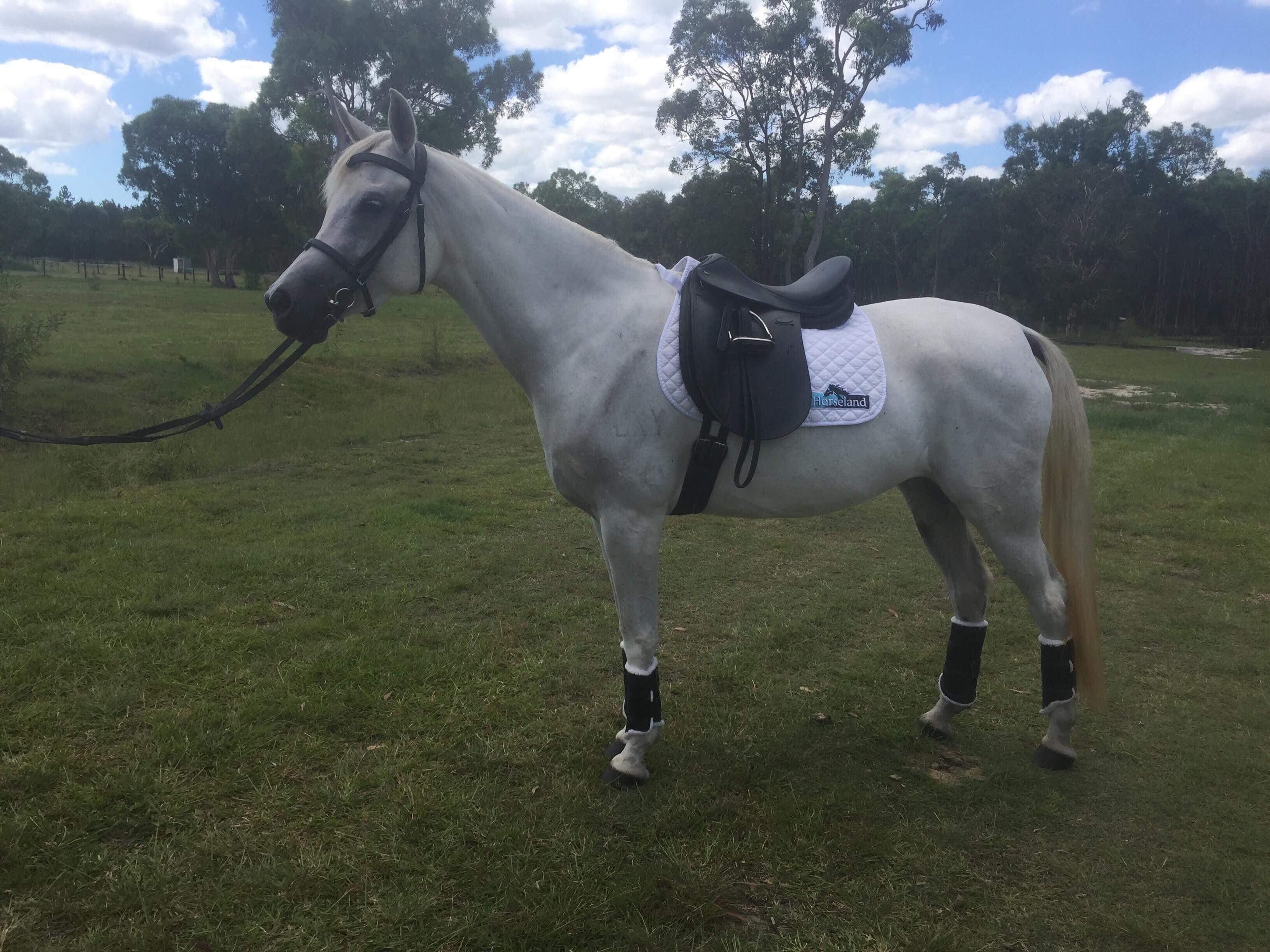 Arabian Horses For Sale Arabian Horse » Horsezone Page 1