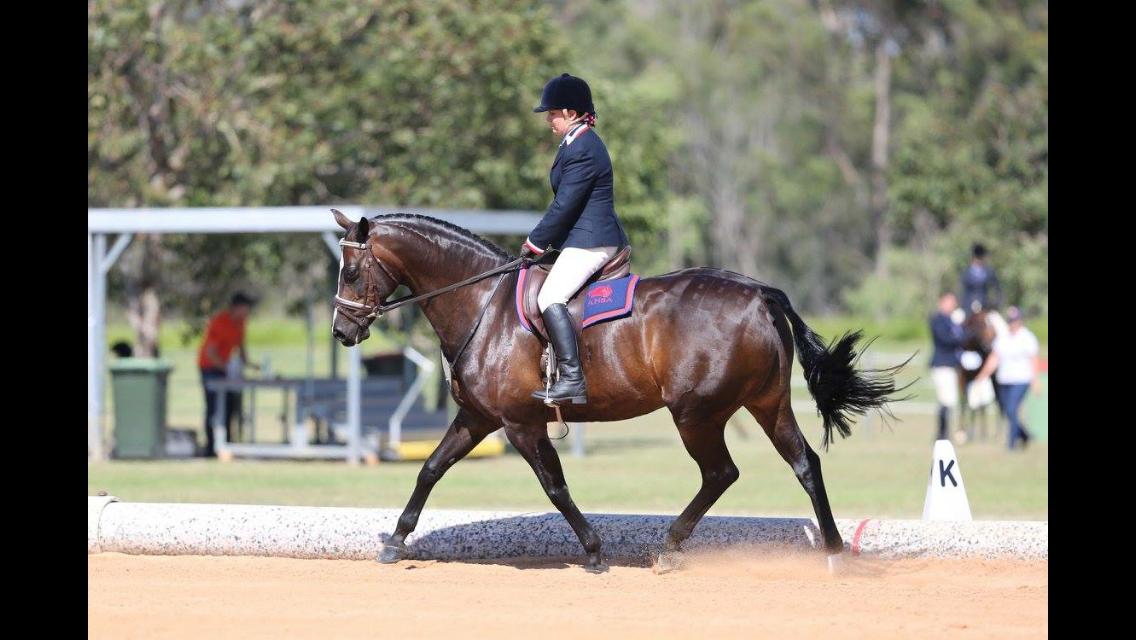 Horses for sale & equine products, stallions, equine news & gallery on