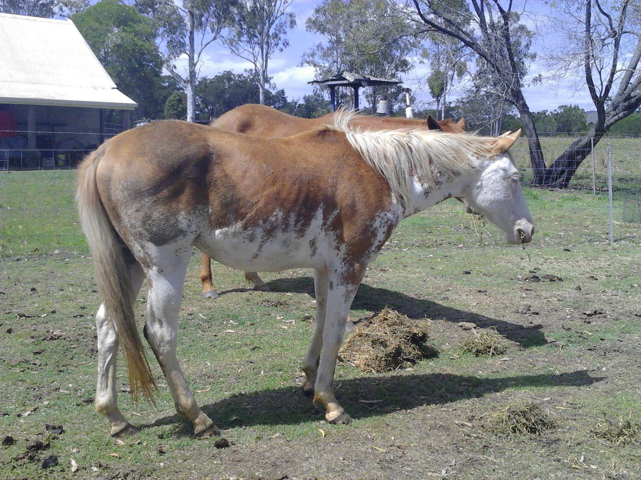 Splash Overo Paint Horses For Sale at Edward Grimes blog