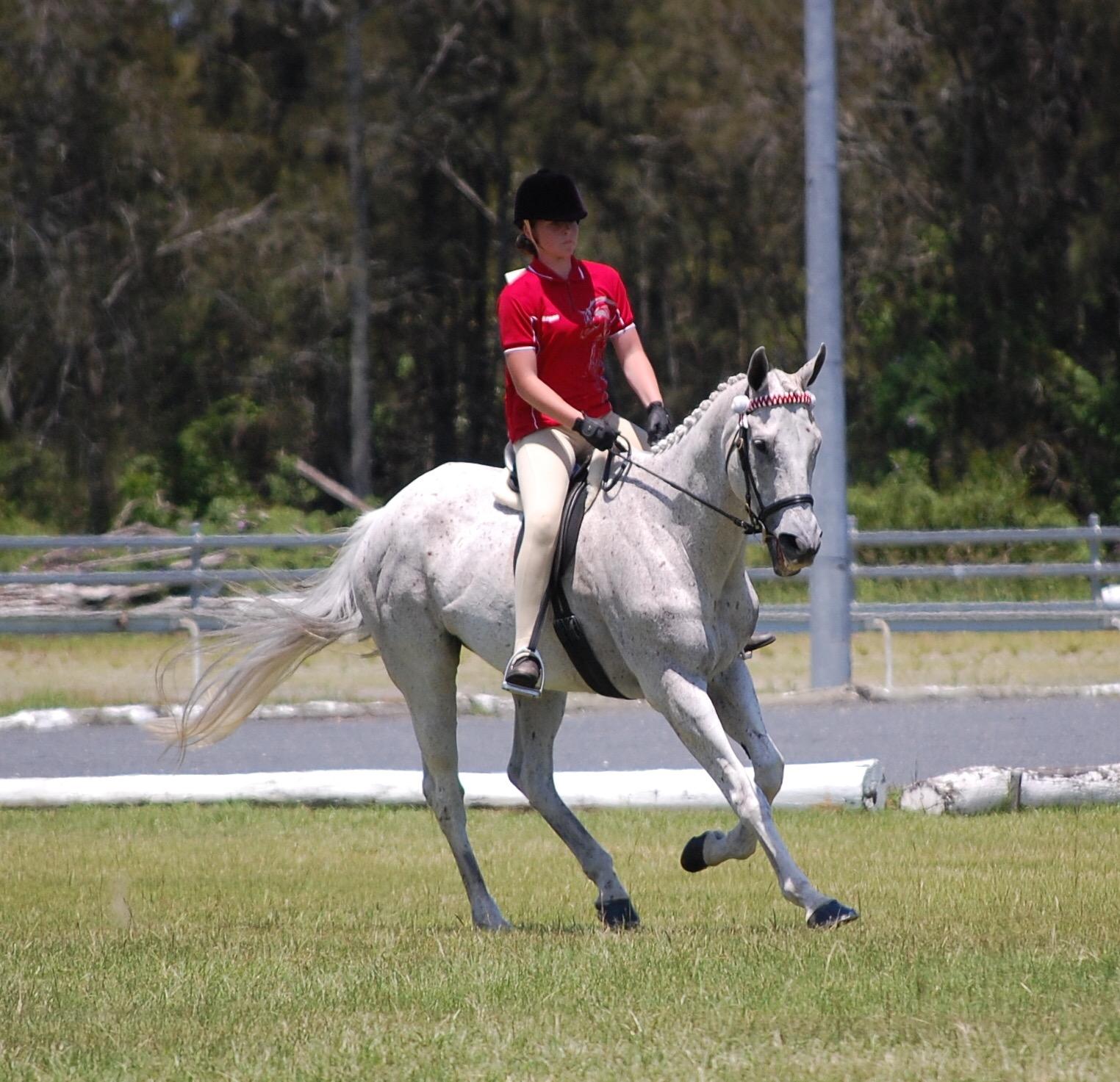 Beginners Hack Thoroughbred Horsezone