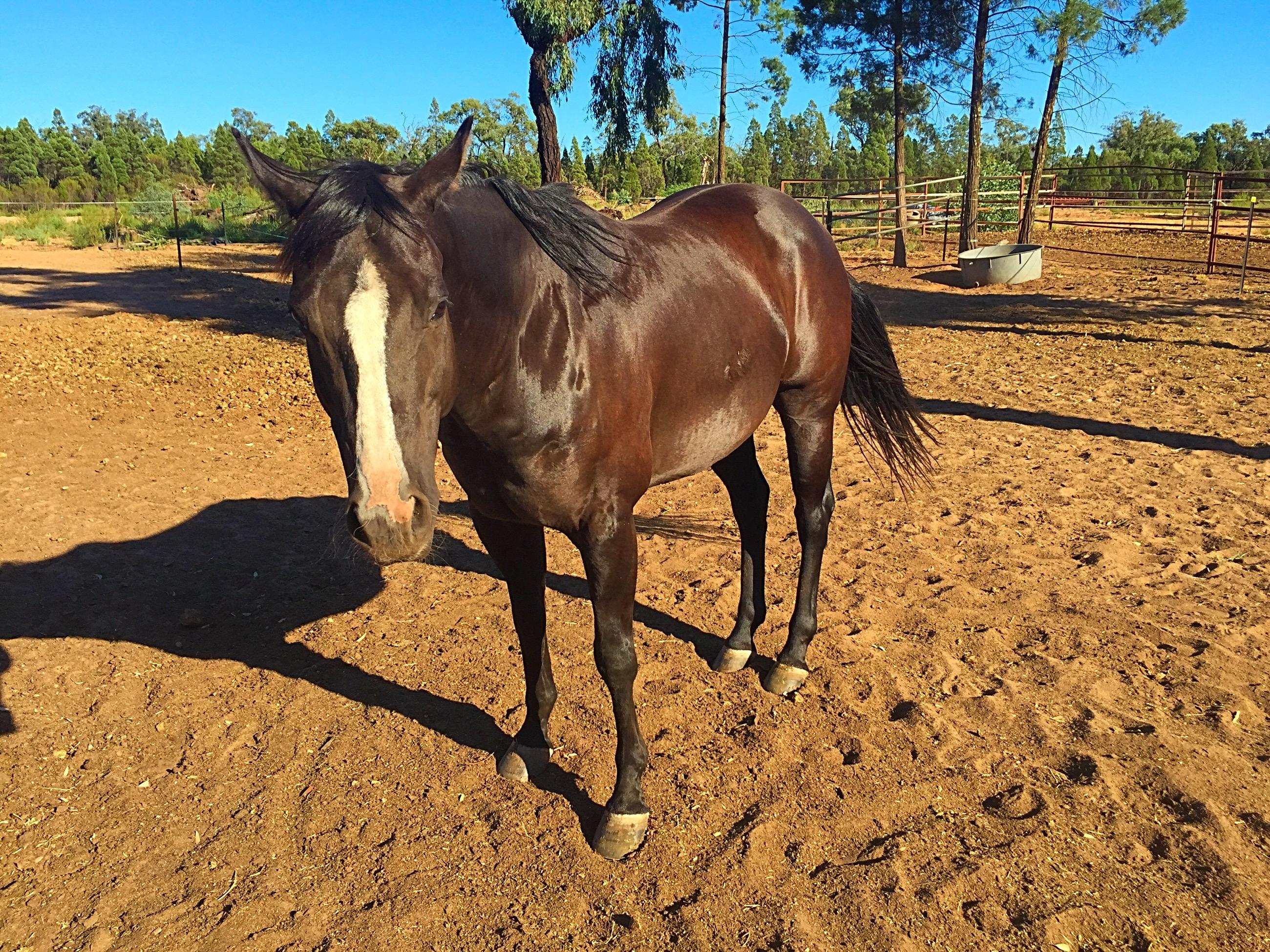 Quarter Horses For Sale Quarter horse Horse » Horsezone Page 1