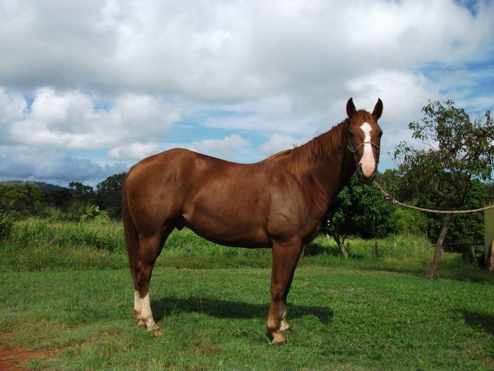 Quarter Horse Registered Chestnut Gelding Quarter horse Horsezone