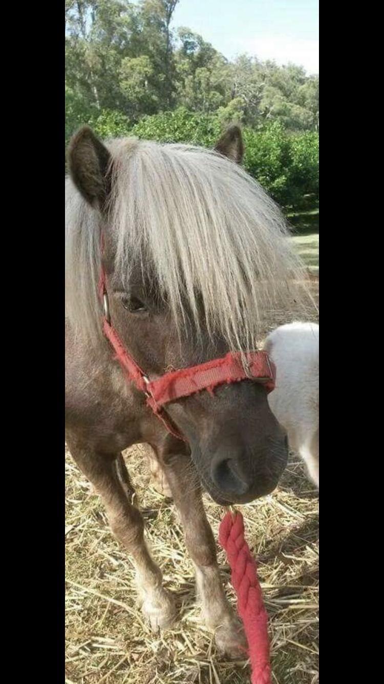 Miniature Ponies For Sale - Miniature Ponies » Horsezone - Page 1