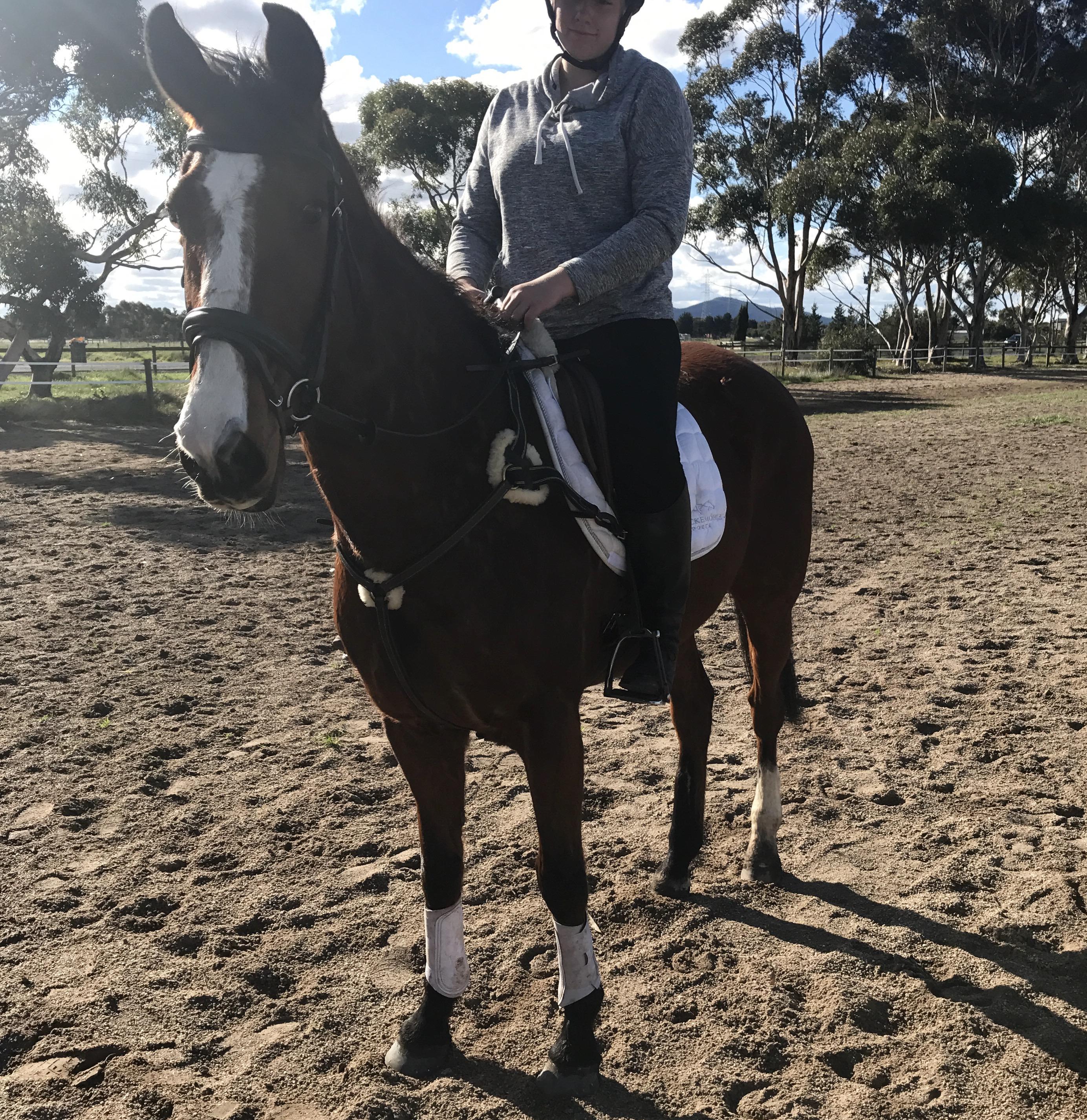 Clydesdale Horses For Sale Clydesdale Horse » Horsezone Page 1