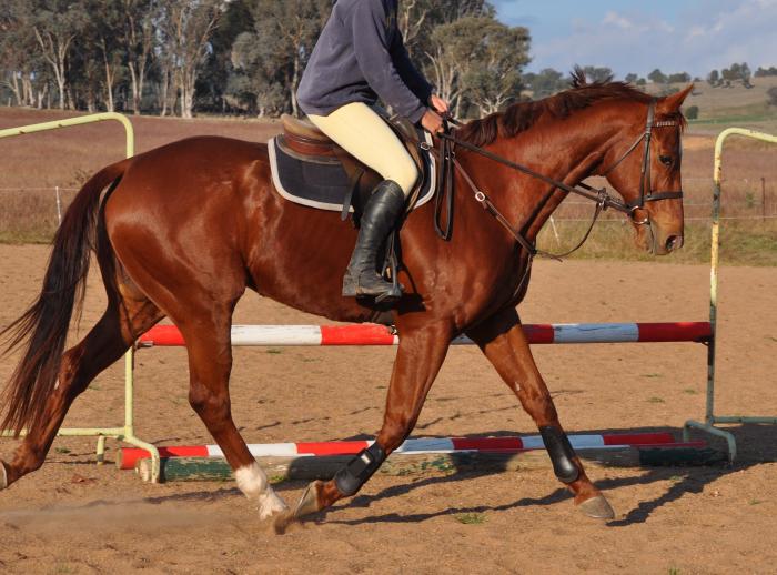 Horses for sale & equine products, stallions, equine news & gallery on