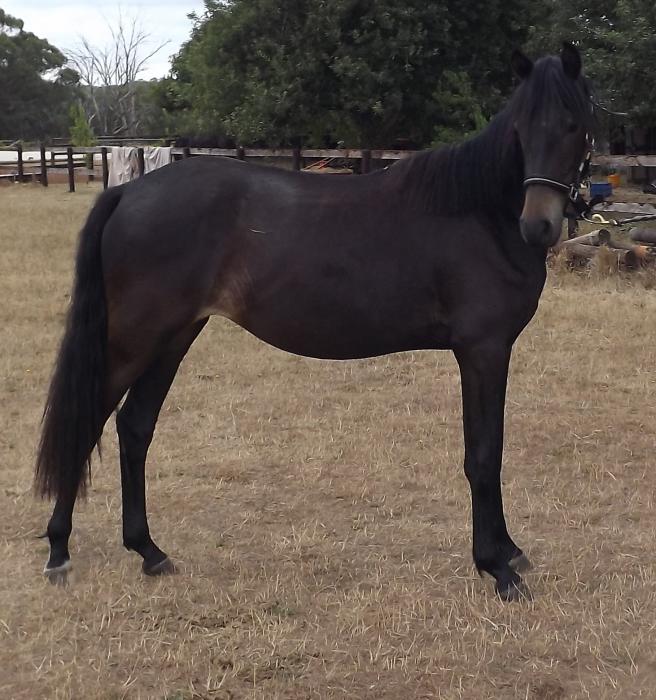 Horses For Sale Horse » Horsezone Page 1