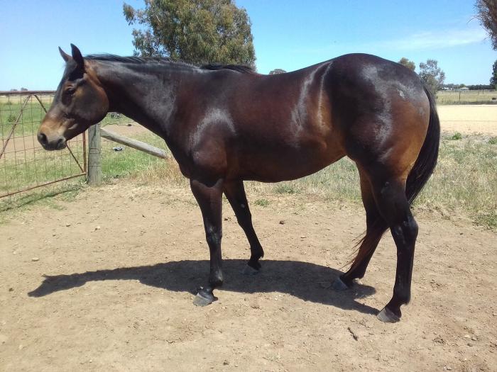 Quarter Horses For Sale Quarter horse Horse » Horsezone Page 1