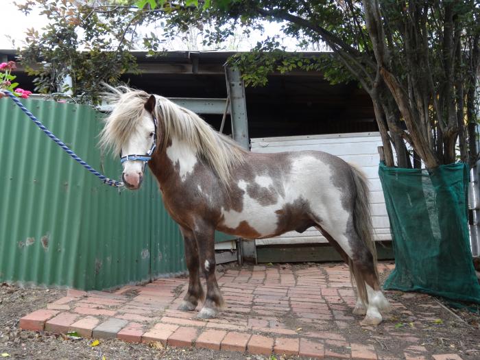 Miniature Horses For Sale Miniature Horse Horsezone Page 2