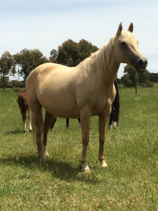 Palomino Horses For Sale Palomino Horse » Horsezone Page 1