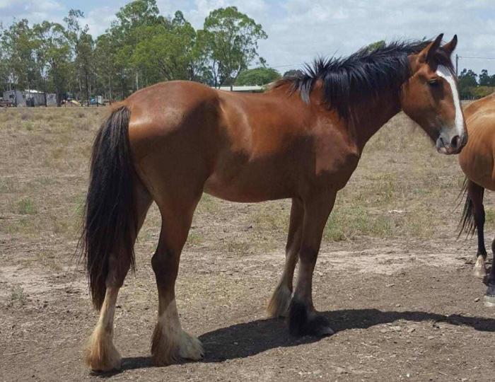 Clydesdale Horses For Sale Clydesdale Horse » Horsezone Page 1